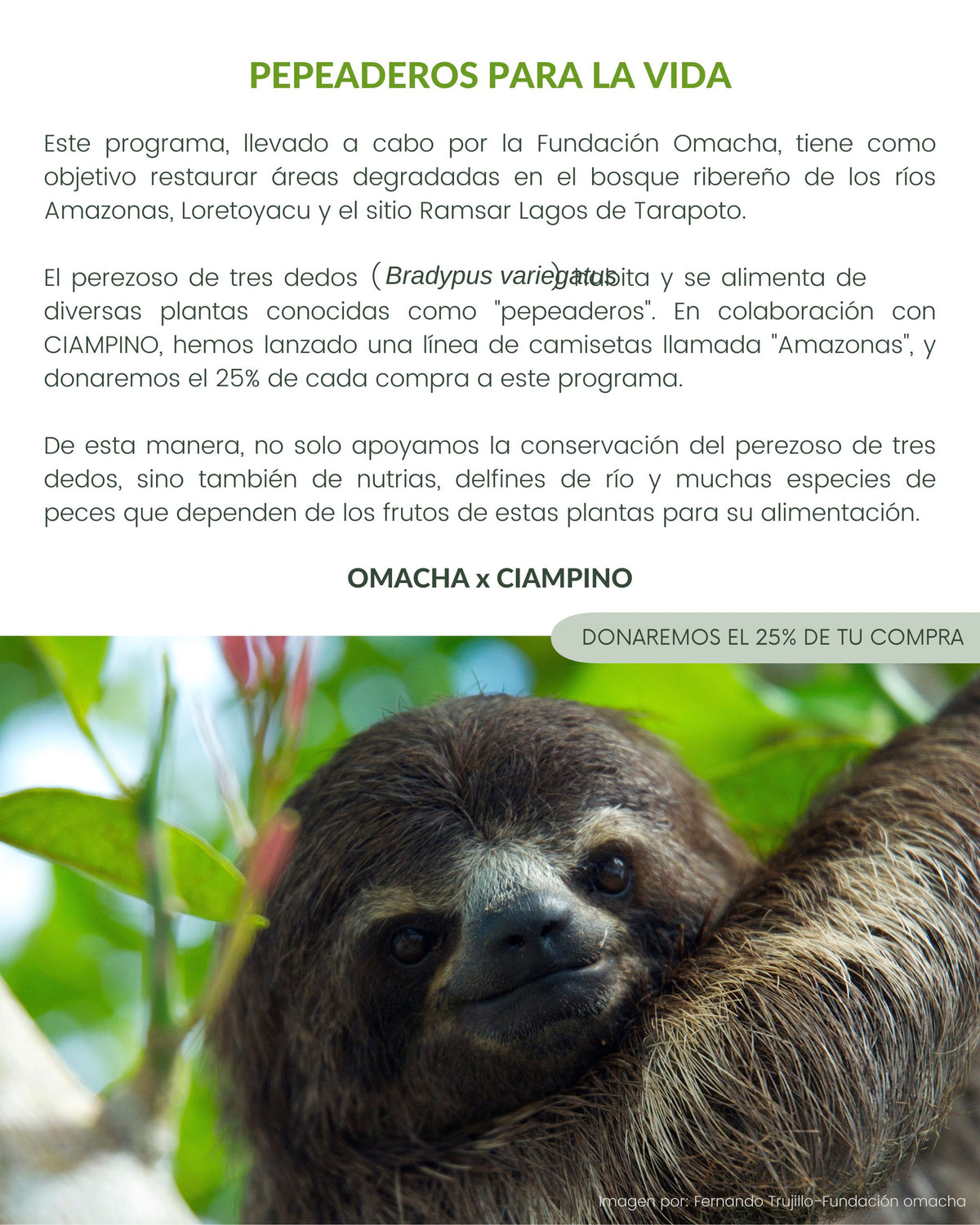 Amazonas Regular – Vintage - CIAMPINO